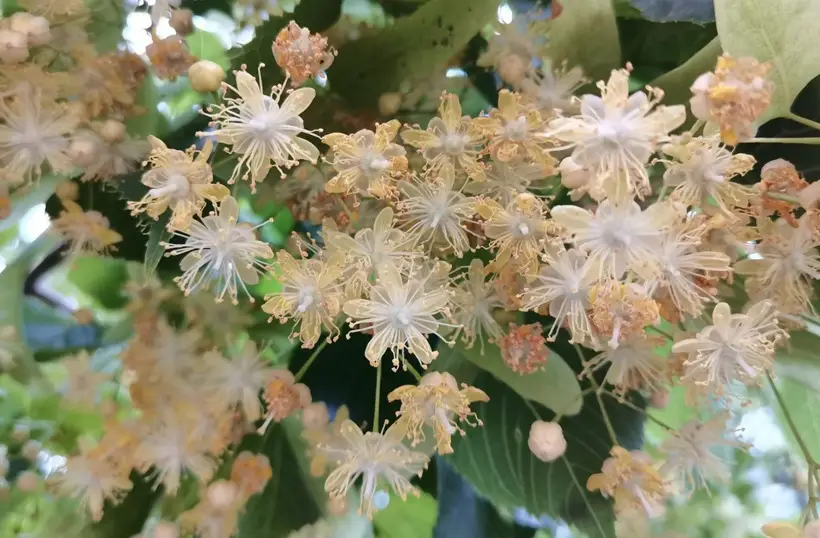 Цветки липы содержат уникальный комплекс биоактивных веществ. Фото