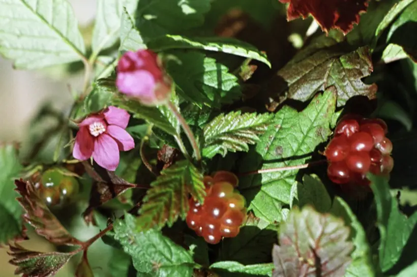 Самые полезные ягоды: топ 10 для здоровья женщин, мужчин, детей