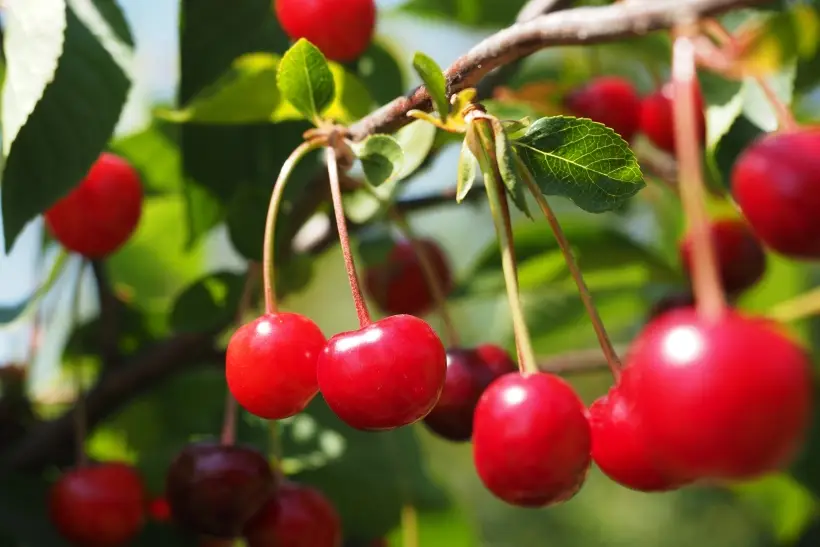 Самые полезные ягоды: топ 10 для здоровья женщин, мужчин, детей