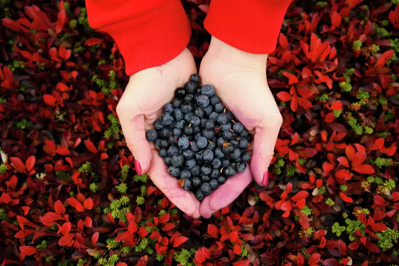 Самые полезные ягоды: топ 10 для здоровья женщин, мужчин, детей