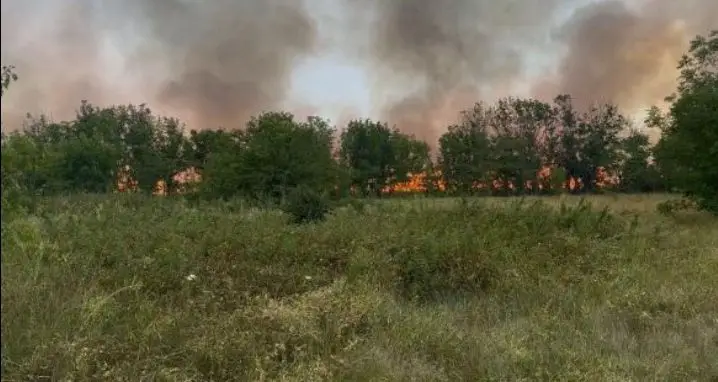 Площадь лесных пожаров в Карелии превысила 1,4 тыс. га. Фото. © 