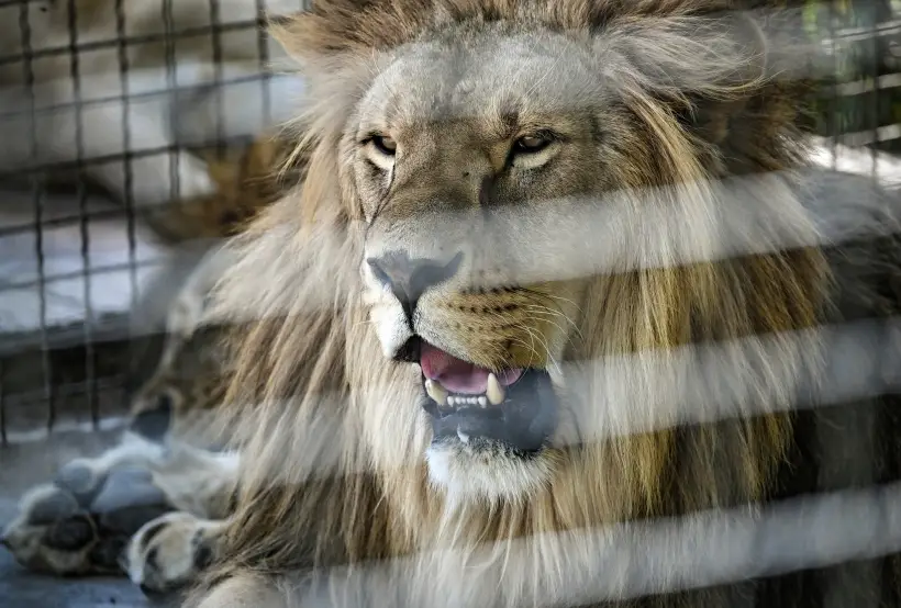 Житель ХМАО оштрафован за содержание льва. Фото. © РИА Новости.  Константин Михальчевский