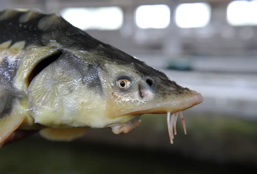 Производство осетровых в Астраханской области в I полугодии выросло на 23%, икры - на 19%. Фото. © РИА Новости. Алексей Куденко