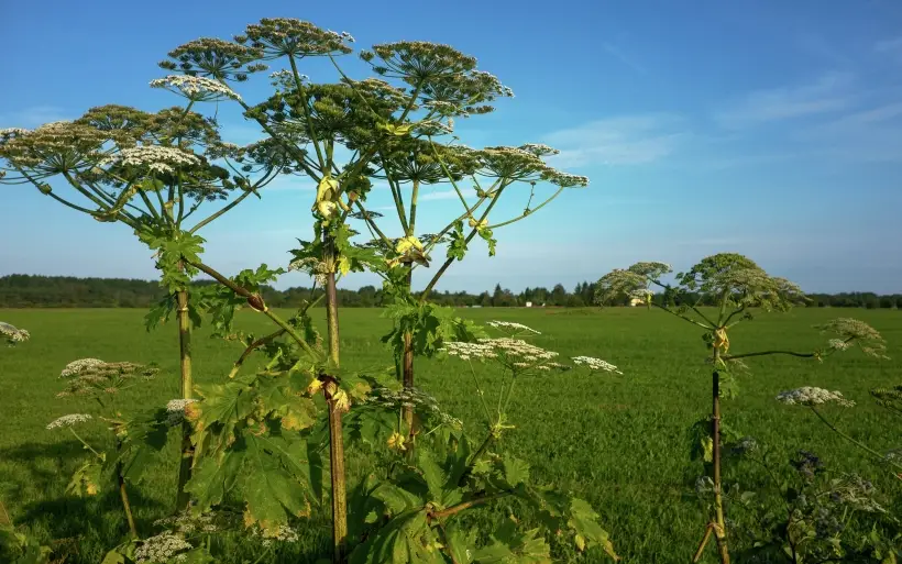 Зеленый враг: россиян обязали бороться с борщевиком на своих участках. Фото. © РИА Новости. Алексей Даничев