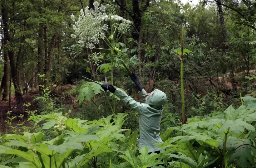 Уничтожать борщевик владельцы и пользователи участков обязаны самостоятельно. Фото