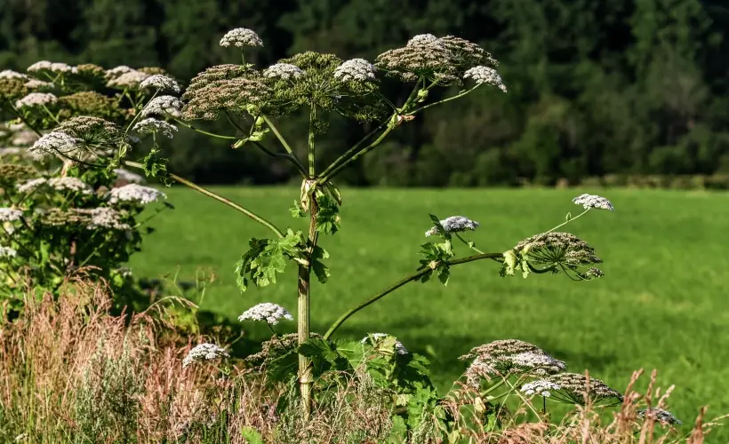 Борщевик в советские годы культивировали как кормовое растение. Фото
