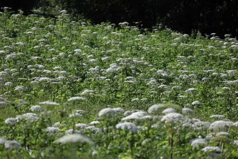 Есть опасные и безопасные виды борщевика. Фото