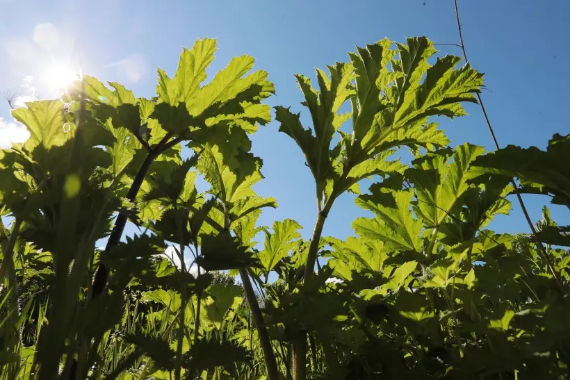 Борщевик Сосновского может вызвать ожоги кожи и роговицы глаз, а также аллергию. Фото