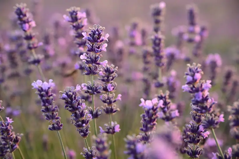 Лаванда: описание, сорта, польза и вред для здоровья женщины и мужчины. Фото. © РИА Новости. Константин Михальчевский
