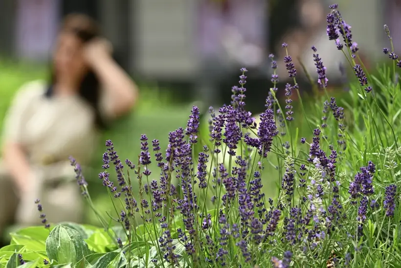 Лаванда помогает при головной боли. Фото