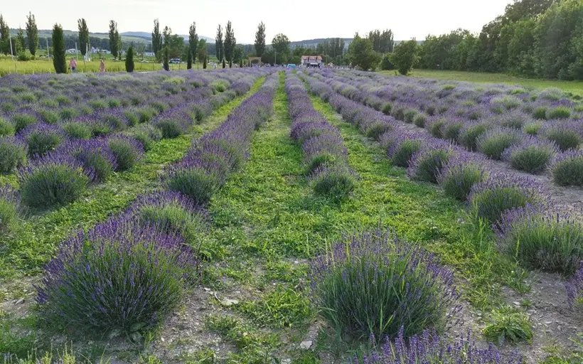 Лаванда: описание, сорта, польза и вред для здоровья женщины и мужчины