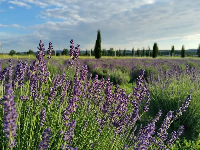 Существует 3 основных вида лаванды. Фото