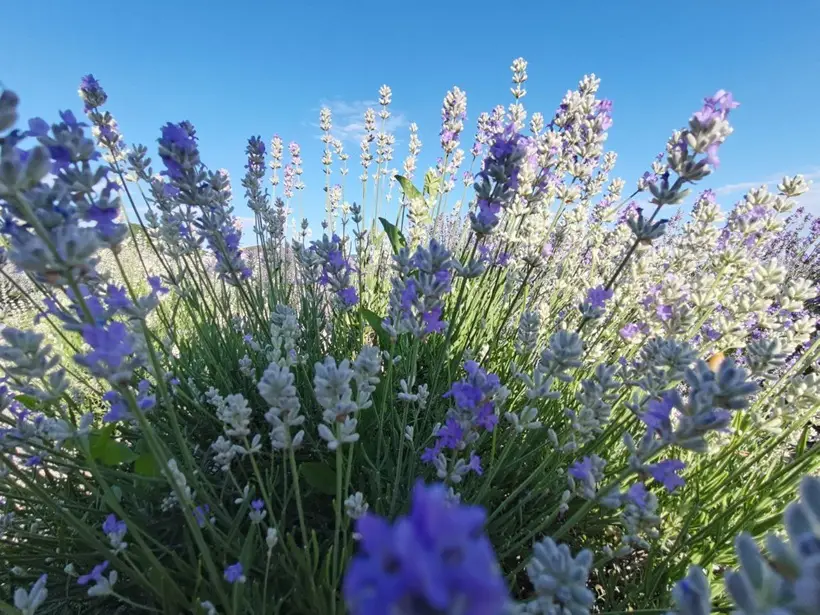 Лаванда: описание, сорта, польза и вред для здоровья женщины и мужчины