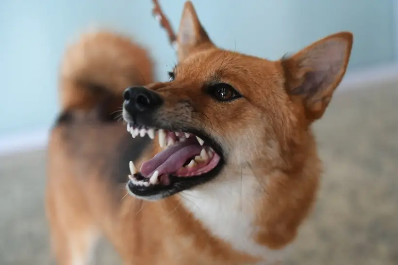 Рассмотрение проекта закона о запрете детям и нетрезвым выгуливать потенциально агрессивных собак перенесено. Фото. © РИА Новости. Кирилл Каллиников