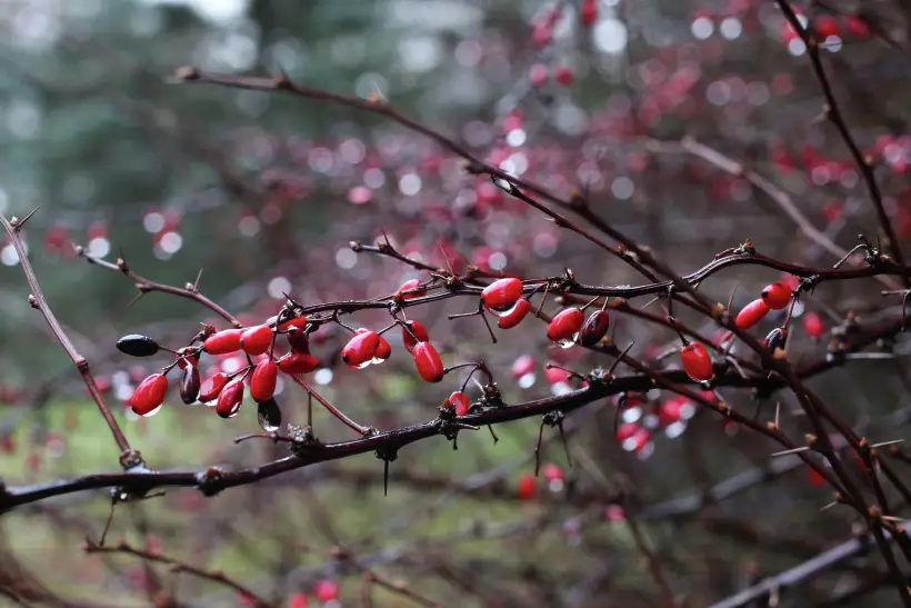 Красные ягоды. Барбарис: описание, польза и вред для организма человека. Фото. © РИА Новости. Игорь Зарембо