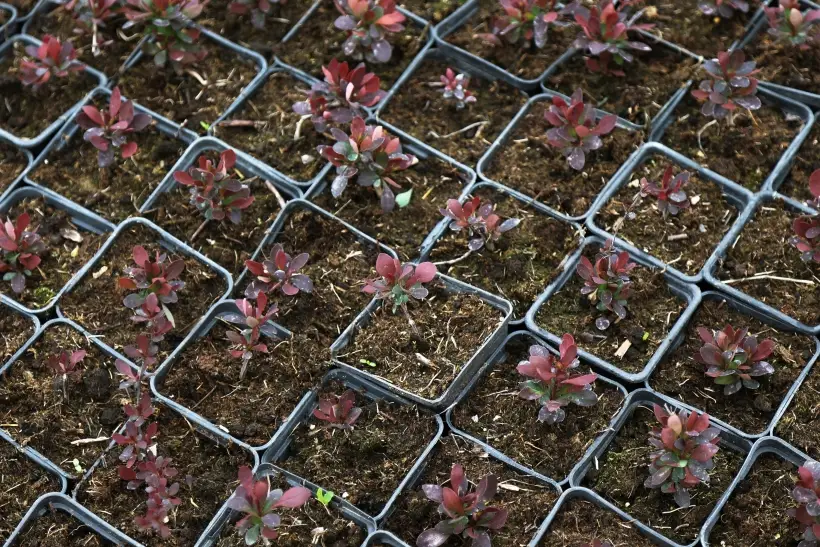 В 1960-х годах ряд стран запретил культивировать один из видов барбариса из-за грибка, носителем которого он являлся. Фото