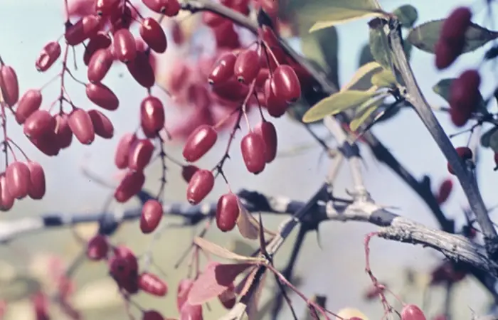 Ягоды барбариса при регулярном употреблении снижают давление, укрепляют капилляры и растворяют холестериновые бляшки. Фото