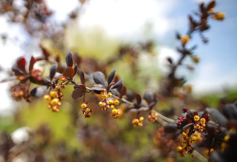 Барбарис – ценный медонос, поэтому растение очень популярно у пчеловодов. Фото
