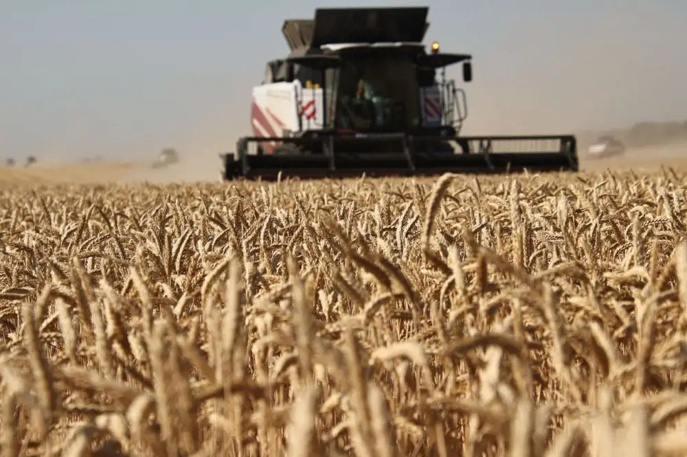Краснодарский край завершил уборку зерновых, собрано более 9 млн тонн. Фото. © 