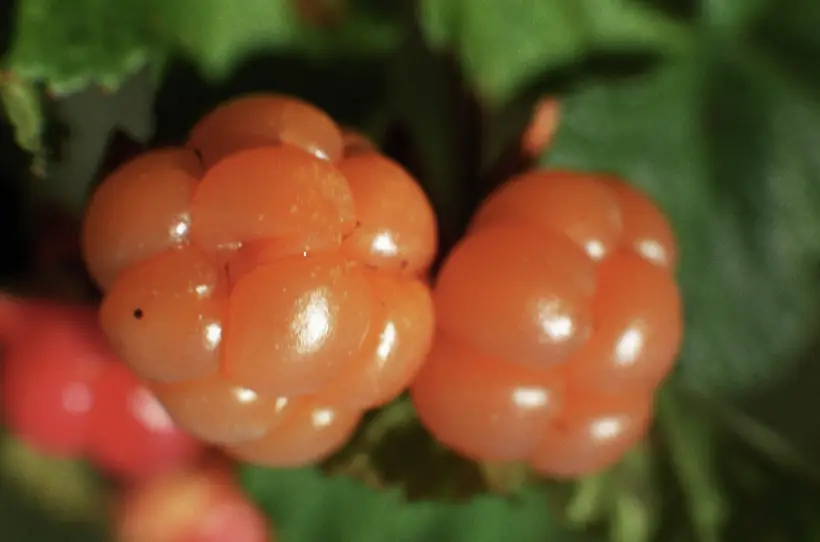 Морошка - ягода наоборот: польза и вред для человека, особые свойства. Фото. © РИА Новости. Вячеслав Бобков