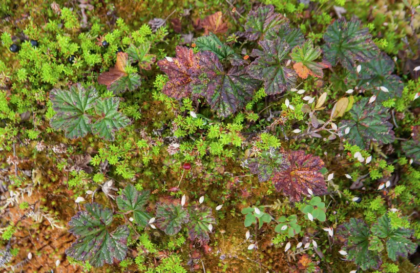 Морошка растет в северных регионах – на болотах и в тундре. Фото