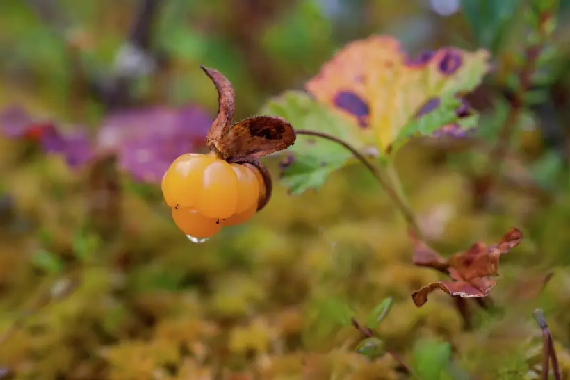 Морошка - богатый источник витамина С. Фото