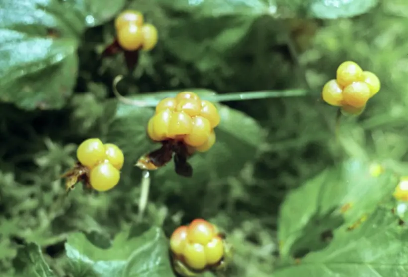 Спелая морошка – желтого или оранжевого цвета. Фото