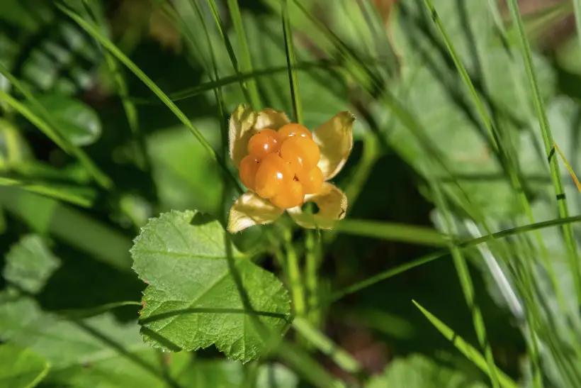 Свежая морошка хранится в холодильнике не более 2-3 дней. Фото