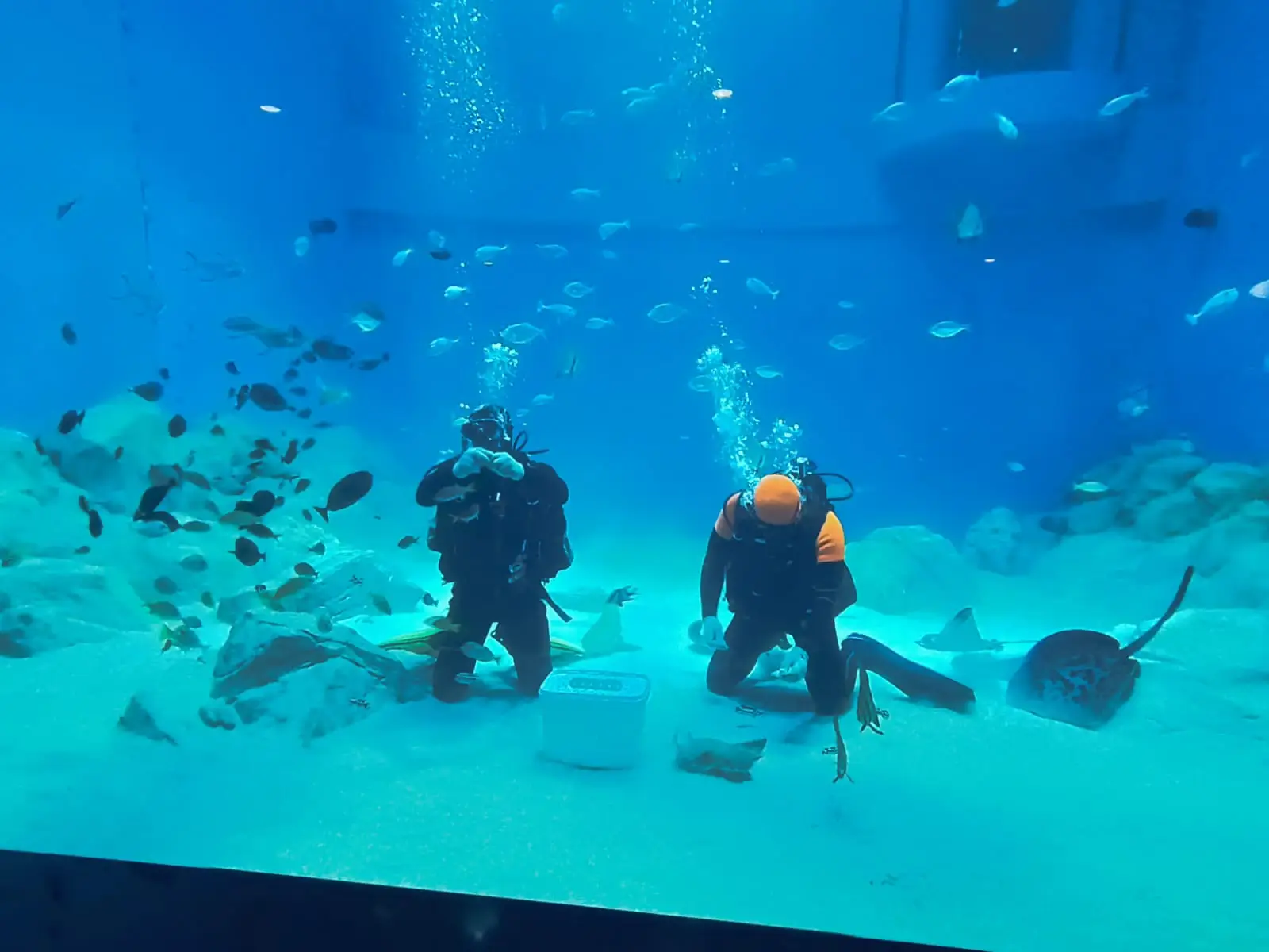 Открытие корпуса-шара Музея мирового океана вызвало ажиотаж у посетителей