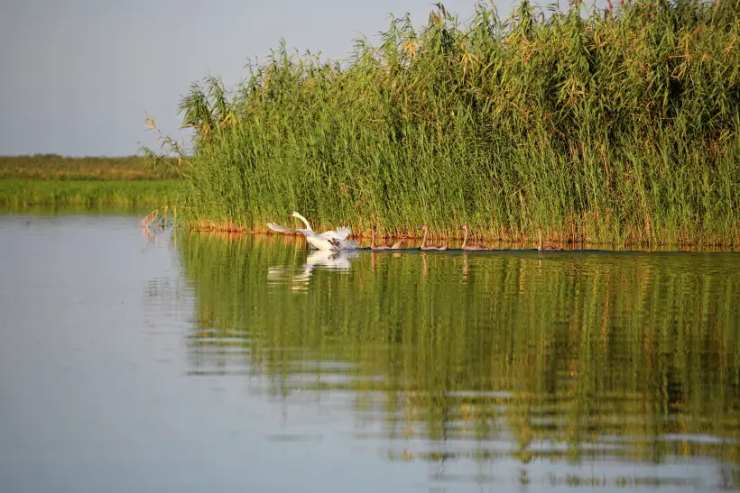 Астраханская область получила 2 млрд рублей на экологические мероприятия. Фото. © РИА Новости. Валерий Мельников