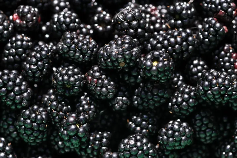 Ежевика: польза и вред для человека, особые свойства. Фото. © РИА Новости. Алексей Сухоруков