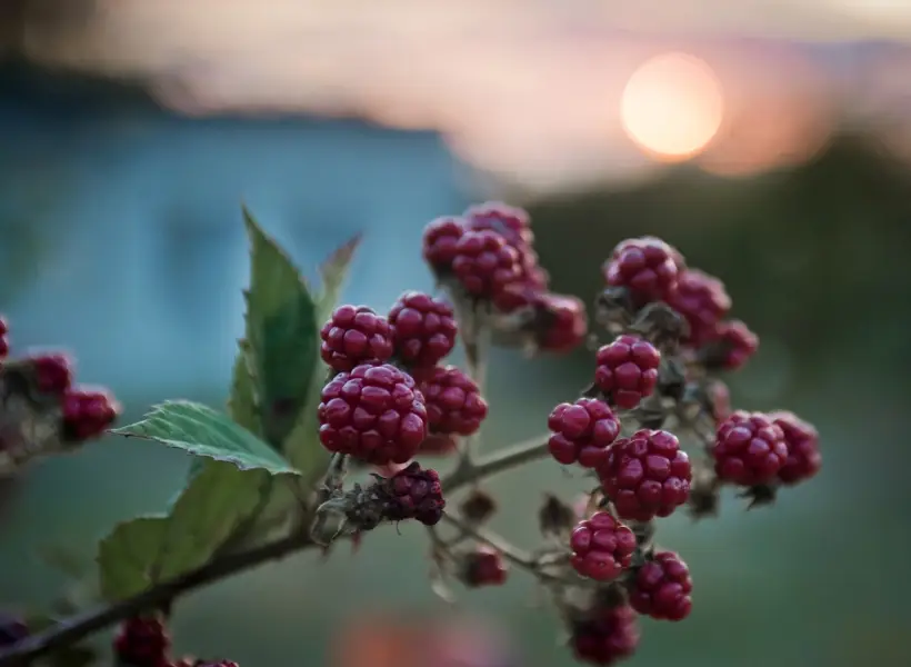 Плоды меняют цвет по мере созревания: от зеленого через красный к фиолетово-черному с сизым налетом при полной спелости. Фото
