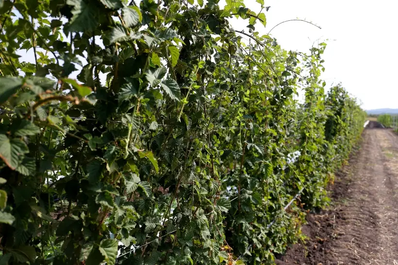 На Руси кусты ежевики сажали как живую изгородь от диких зверей, а ягоды собирали только в полнолуние. Фото