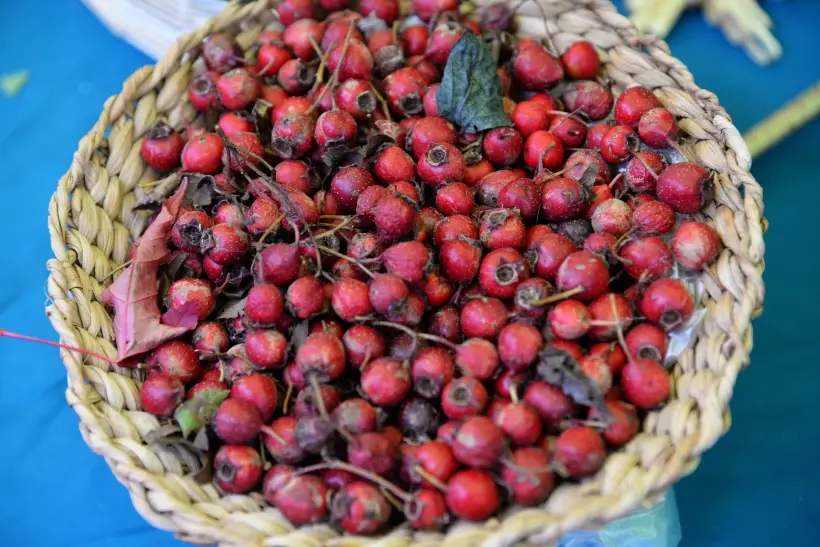 Боярышник: польза и вред для здоровья, применение в народной медицине. Фото. © РИА Новости. Игорь Онучин