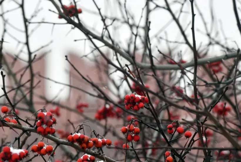 Ягоды боярышника могут висеть на ветвях вплоть до первых заморозков, а иногда и всю зиму. Фото