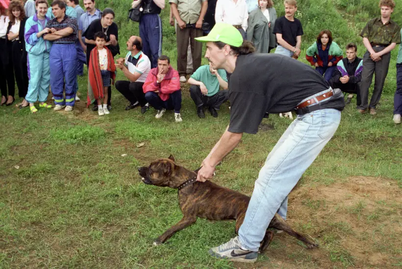 Правила содержания собак бойцовых пород разработают в Башкирии. Фото. © РИА Новости. Юрий Абрамочкин
