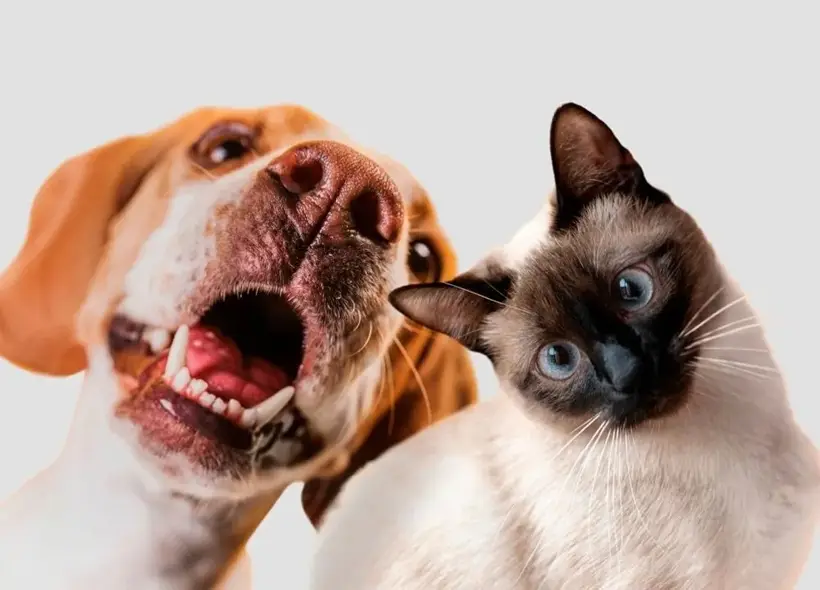 Кошки против собак: какого питомца выбрать?. Фото. Кошки против собак: какого питомца выбрать? Фото Freepik