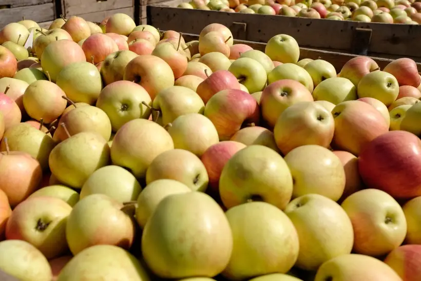 Тамбовские чиновники помогут садоводам в сборе яблок. Фото. © РИА Новости. Николай Хижняк
