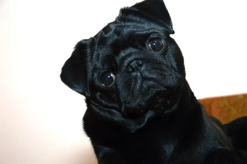 Мопс: достоинства и недостатки породы, характер и сколько стоят щенки