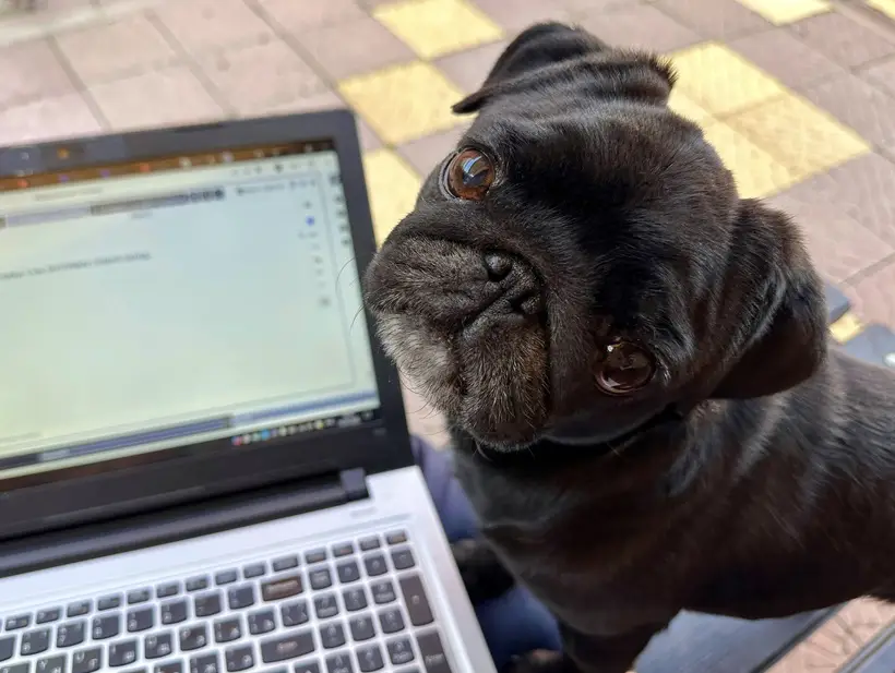 Мопс: достоинства и недостатки породы, характер и сколько стоят щенки