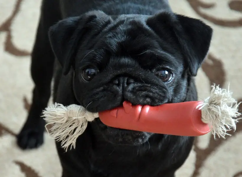 Мопс: достоинства и недостатки породы, характер и сколько стоят щенки