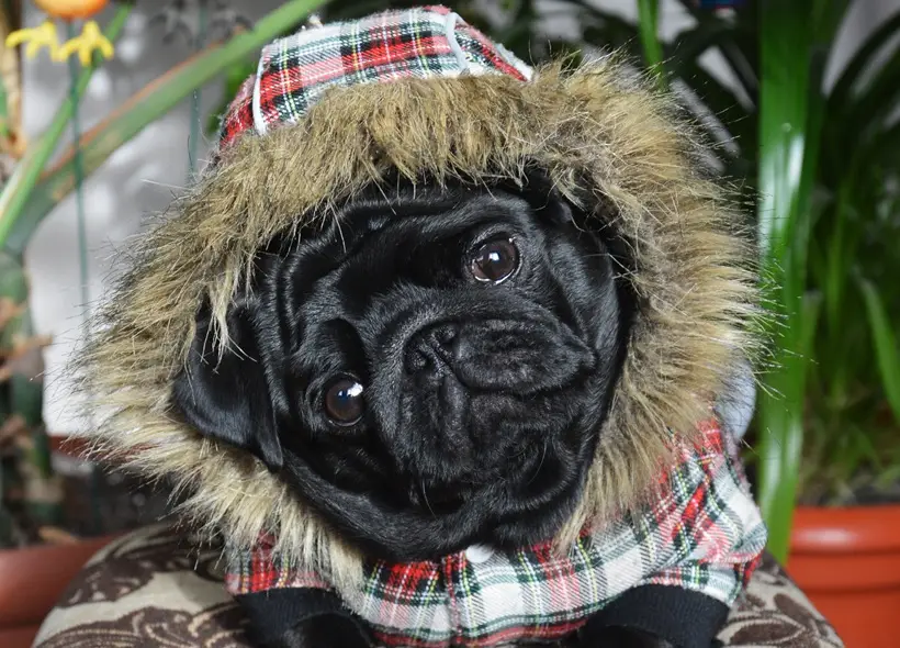 Мопс: достоинства и недостатки породы, характер и сколько стоят щенки