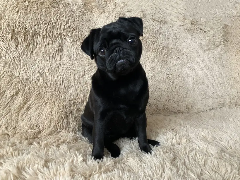 Мопс: достоинства и недостатки породы, характер и сколько стоят щенки