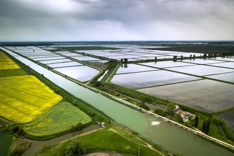 Рисовые чеки в Краснодарском крае. Фото