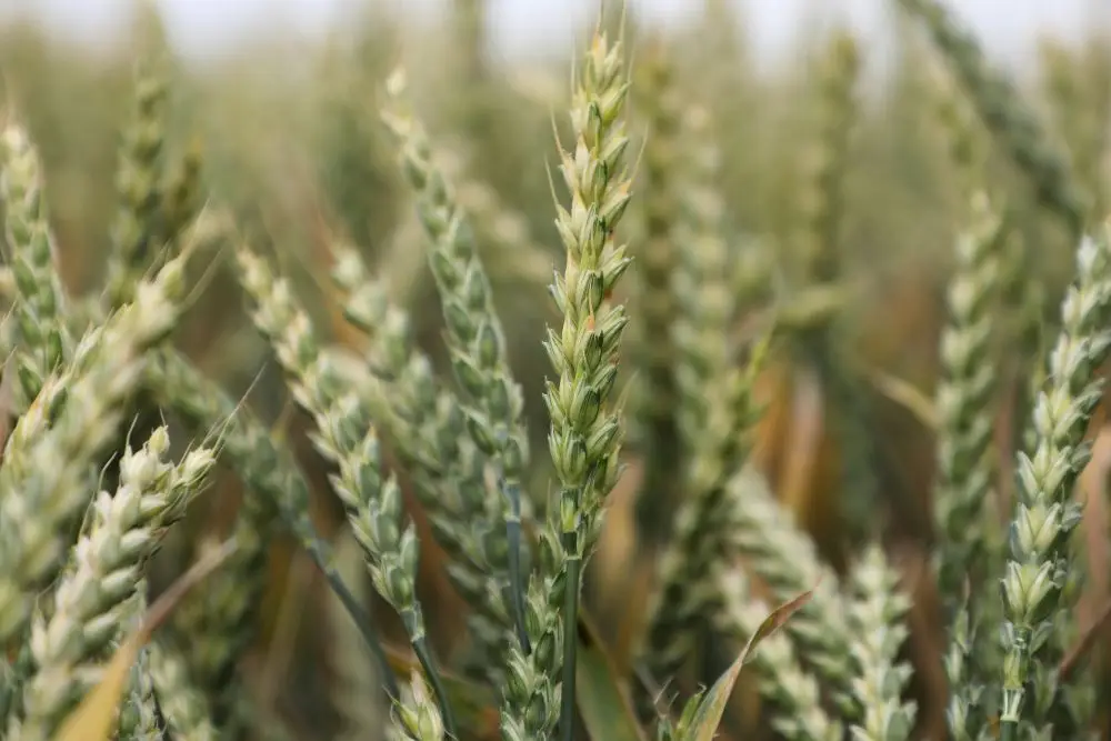 Зерно. © Пресс-служба администрации Краснодарского края. Геннадий Аносов