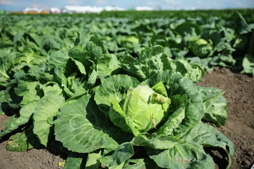 Один из ключевых ингредиентов голубцов – капуста белокочанная. Фото