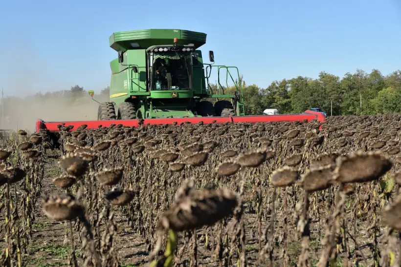 Оренбургская область собрала 480 тыс. т подсолнечника почти с 30% площади. Фото. © РИА Новости. Сергей Батурин