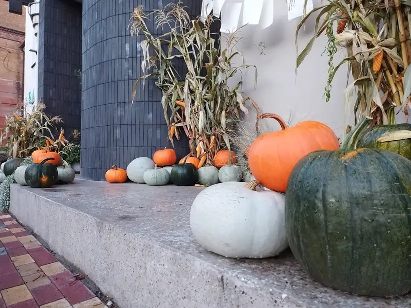 Осенью на прилавках торговых точек преобладает местная фермерская продукция. Фото