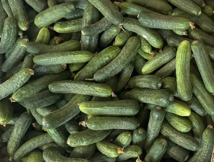 В мае начинается сезон тепличных овощей. Фото