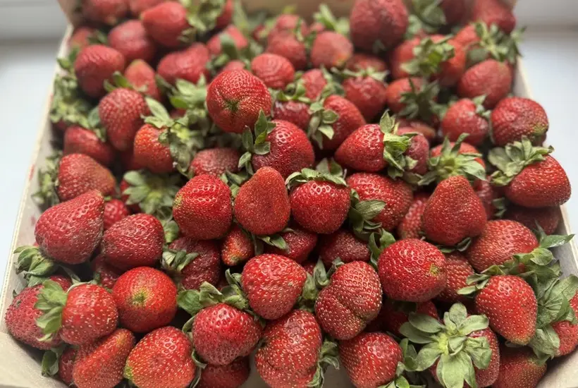 Природой предусмотрены разные сроки созревания плодов. Фото